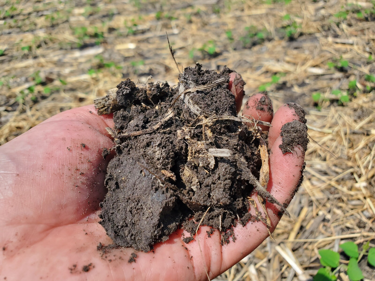 Soil with corn residue