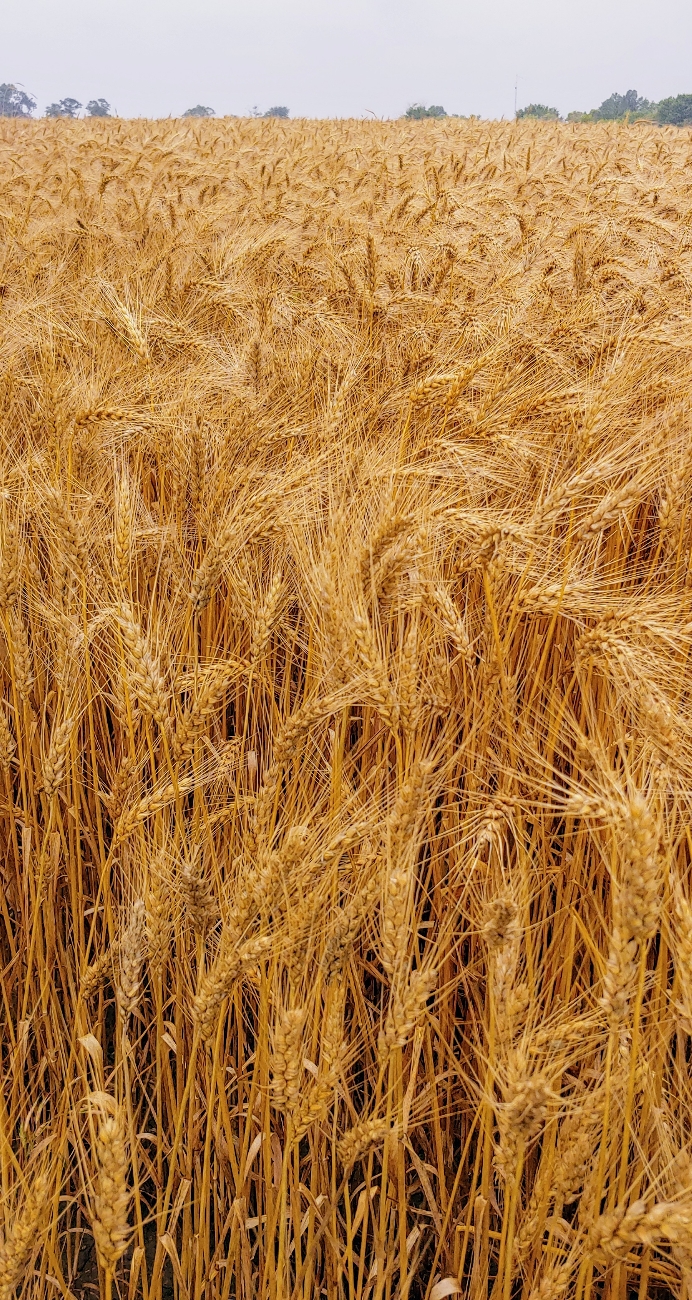 Wheat ready for harvest, July 2021