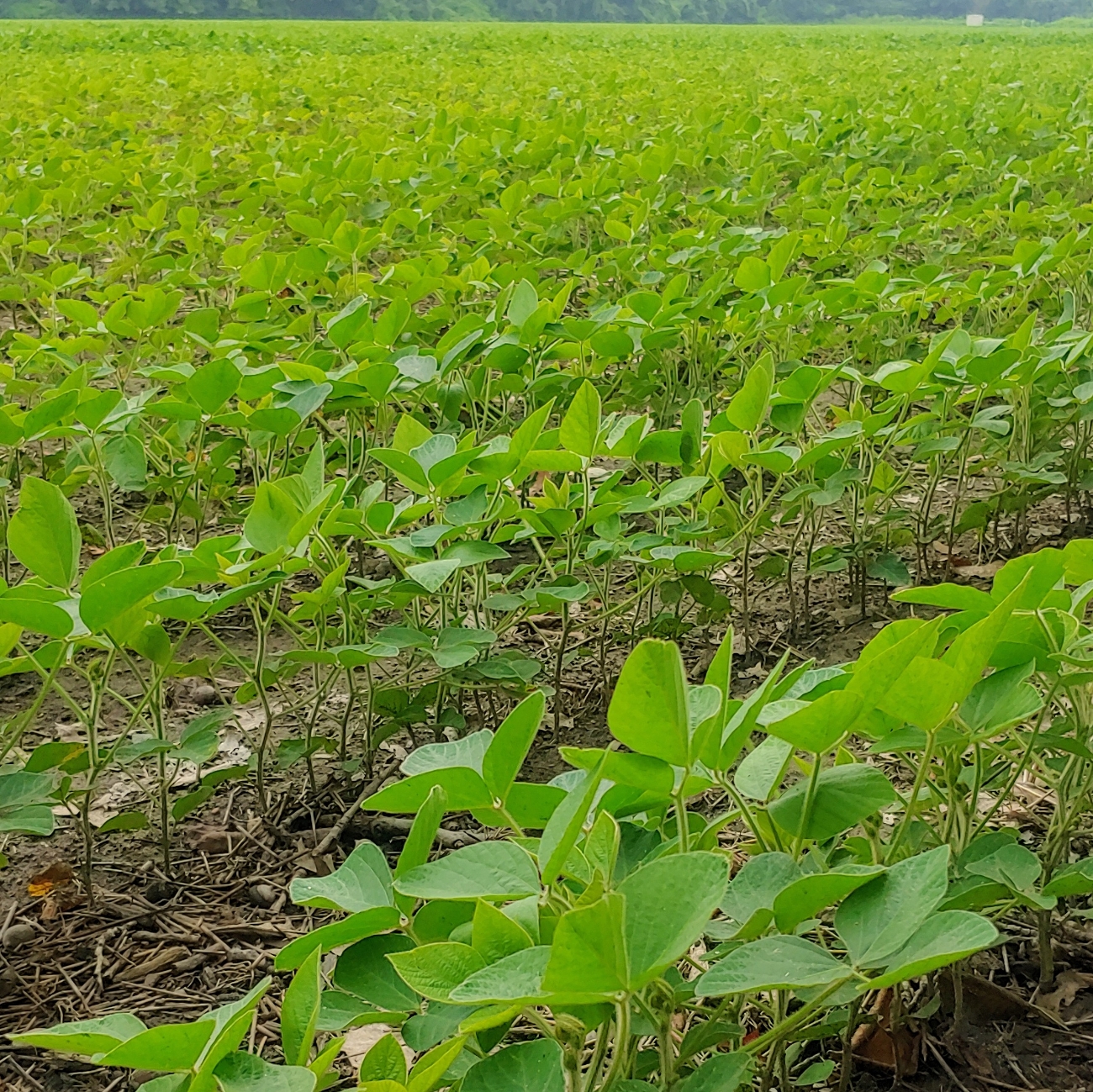 No-till soybeans, July 2021