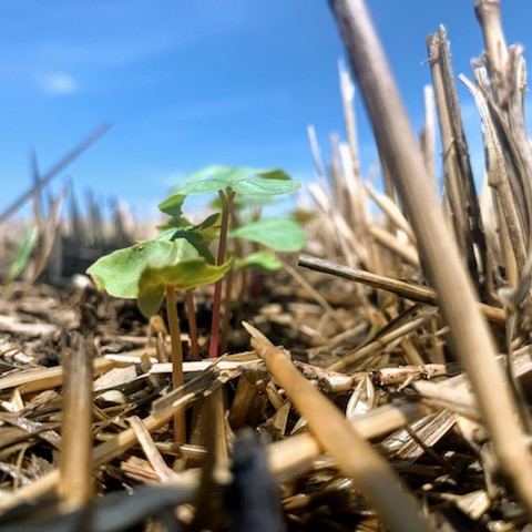 Buckwheat coming up nicely on Aug 12, 2021 and moving faster than expected.  Planted August 6.
