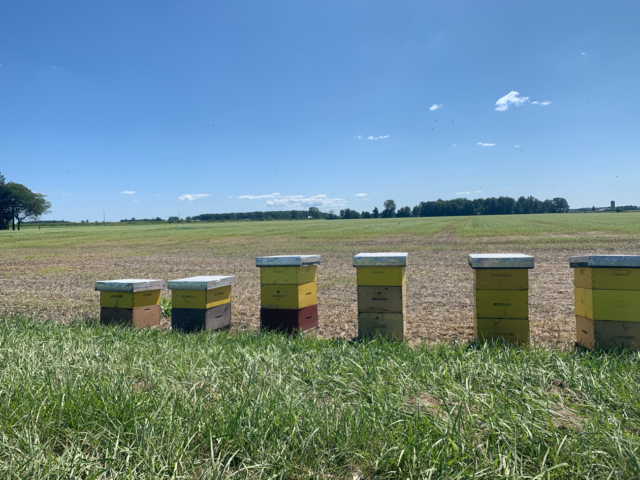 Bee hives were brought in as buckwheat is a great cover crop for pollinators! 