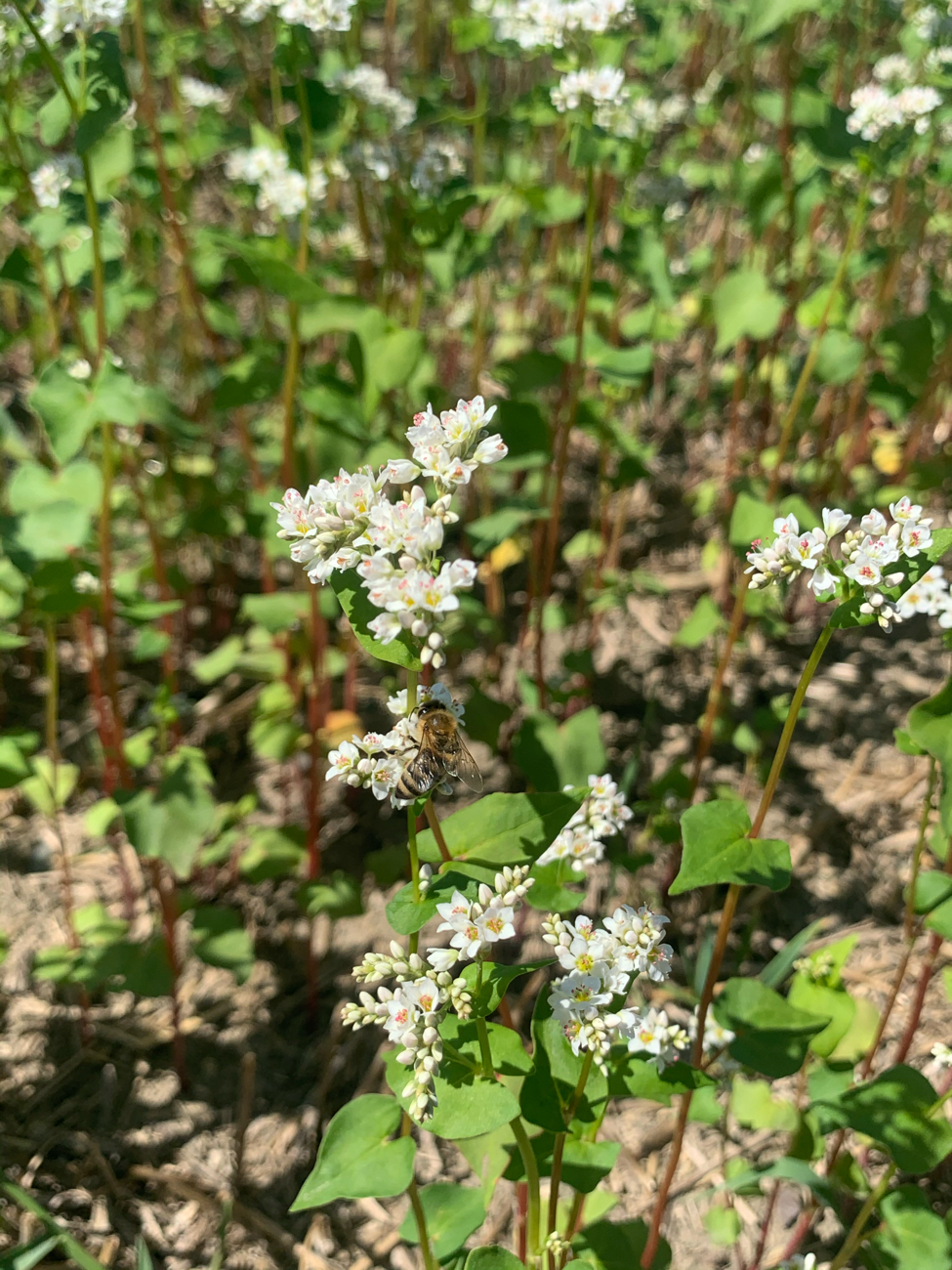 A bee out collecting nectar from the buckwheat flowers on September 2, 2021.