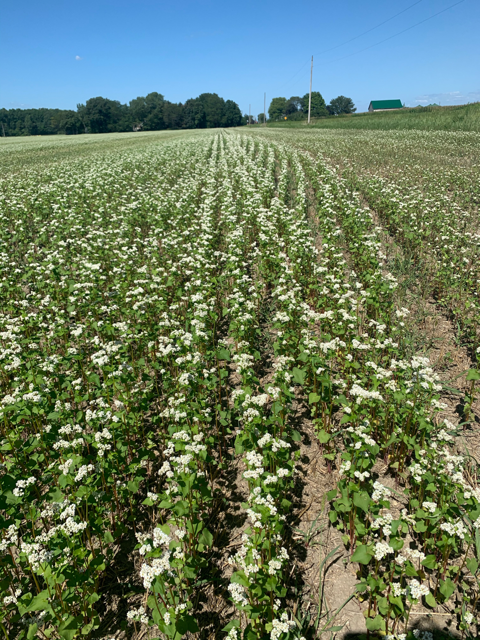 White flowers emerging on buckwheat cover crop. Buckwheat is great for pollinators! September 2021