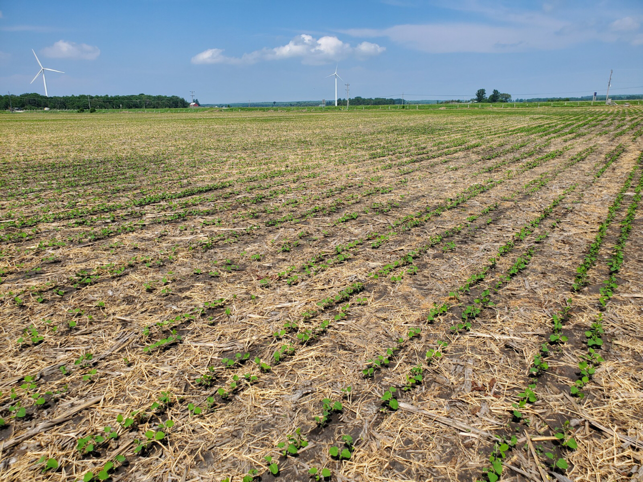 Soybeans, twin row planted