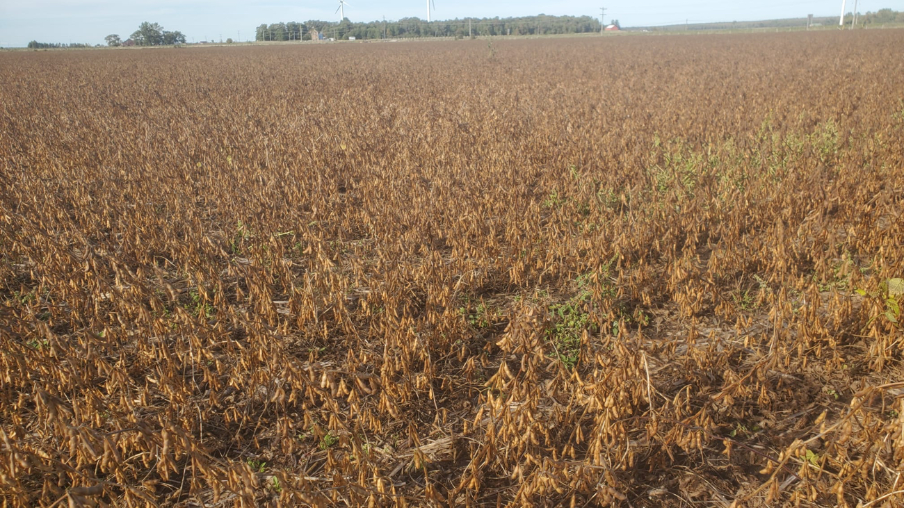 Twin Row Soybeans