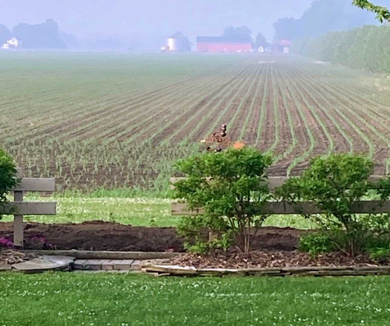 An early look (June 17 2022) at no-till soy planted into corn stalks, planted in 20" rows moving over 10" to plant soybeans.  Benefits include erosion protection, moisture conservation, soil cooling and improved soil health and nutrient cycling