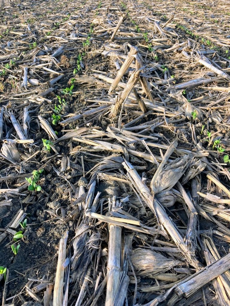 Soybeans planted into corn stalks - June 17 2022