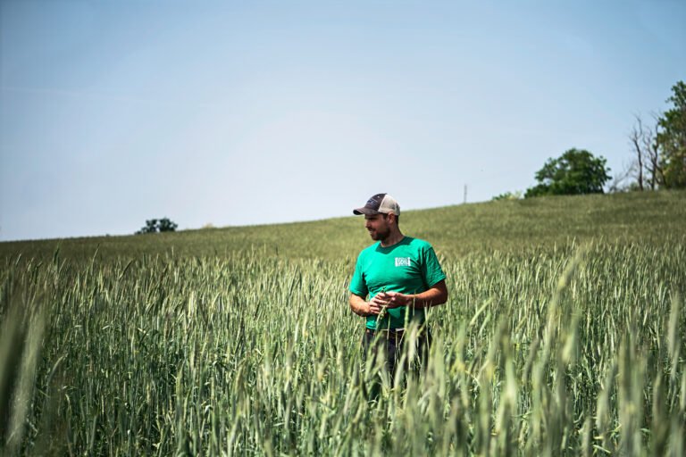 Gordon Alblas walks through his field of rye while wearing his bright green OSN shirt.